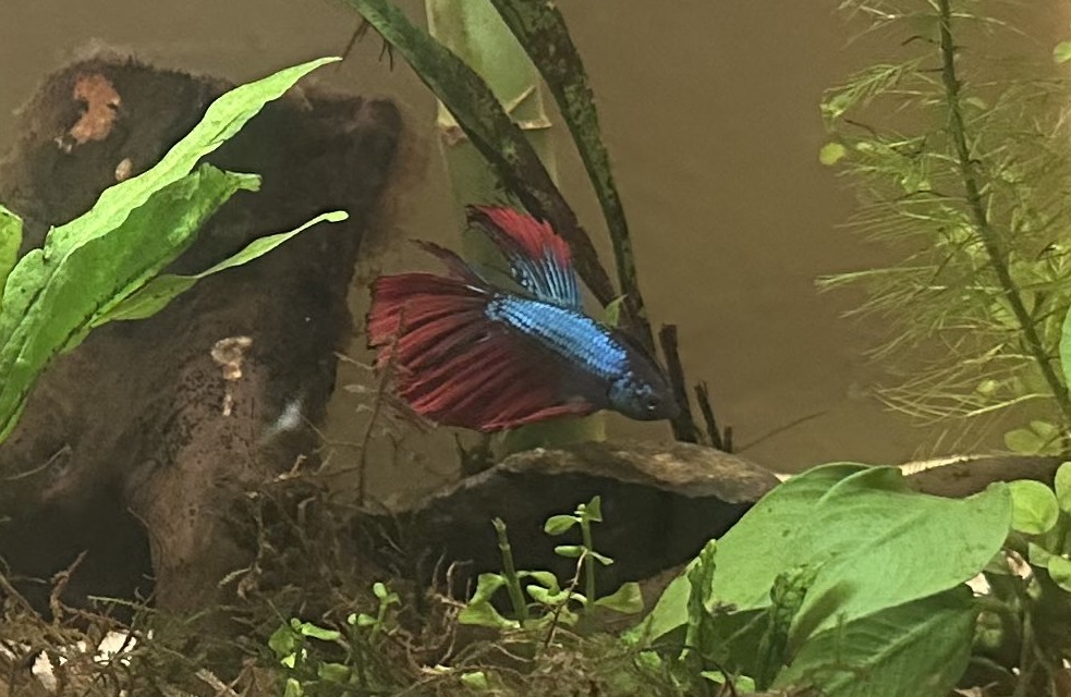Beautiful Betta fish with a blue body and red fins